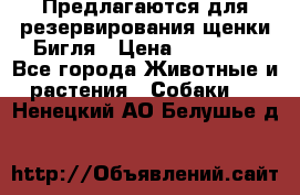 Предлагаются для резервирования щенки Бигля › Цена ­ 40 000 - Все города Животные и растения » Собаки   . Ненецкий АО,Белушье д.
